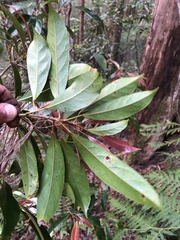 Elaeocarpus eumundii