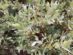 Salix eastwoodiae