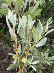 Salix eastwoodiae