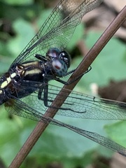Orthetrum triangulare