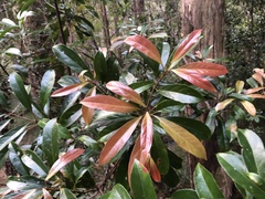 Elaeocarpus eumundii