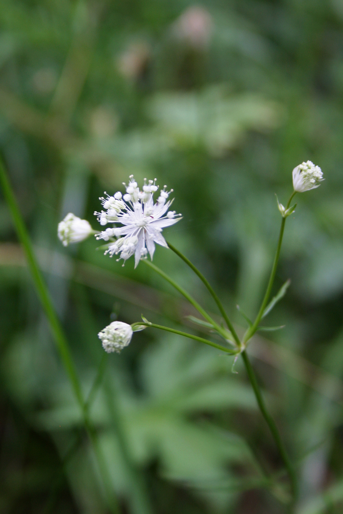 lesser masterwort
