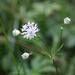 Astrantia minor - Photo (c) Alberto Colatore, osa oikeuksista pidätetään (CC BY-NC), lähettänyt Alberto Colatore