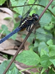 Orthetrum triangulare