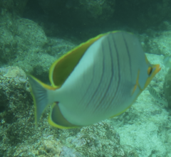 Chaetodon xanthocephalus