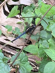 Orthetrum triangulare