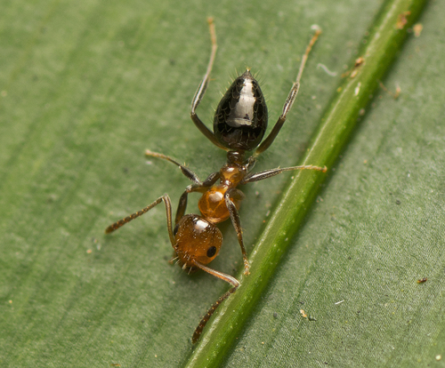 Prolasius convexusProlasius convexus