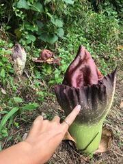 Amorphophallus paeoniifolius