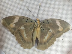 Euphaedra medon