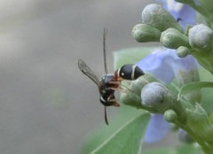 Paraleptomenes miniatus