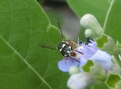 Paraleptomenes miniatus