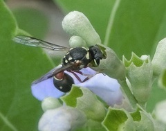 Paraleptomenes miniatus