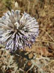 Echinops