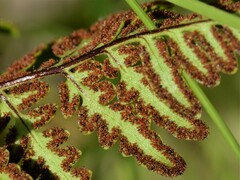 Cheilanthes nudiuscula