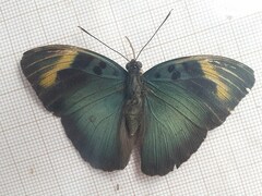 Euphaedra medon