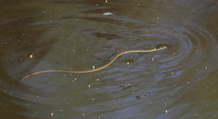 Thamnophis couchii