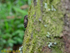 Kurixalus idiootocus