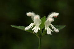 Leucas glabrata