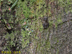 Kurixalus idiootocus