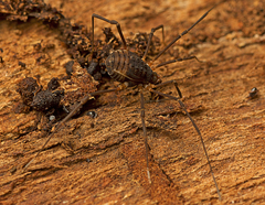 Octobunus singularis