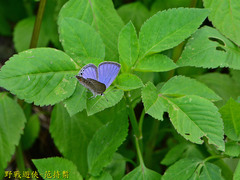 Luthrodes pandava peripatria