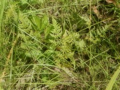 Cheilanthes nudiuscula
