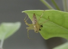 Oxyopes sertatus