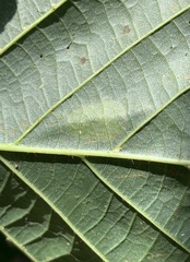 Phyllonorycter tiliacella