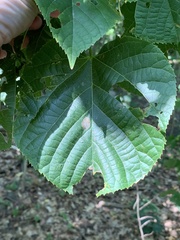 Phyllonorycter tiliacella