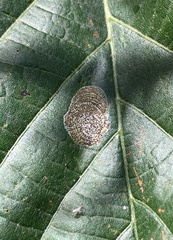 Phyllonorycter tiliacella