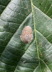 Phyllonorycter tiliacella
