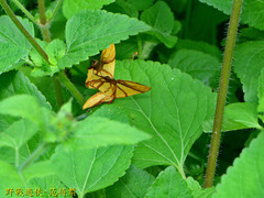 Trotocraspeda divaricata