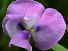 Vigna vexillata vexillata