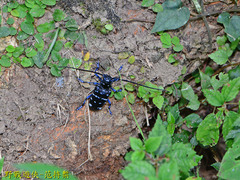 Anoplophora wusheana