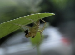 Oxyopes sertatus
