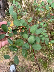 Cotoneaster pyrenaicus
