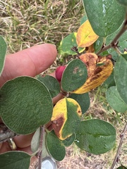 Cotoneaster pyrenaicus