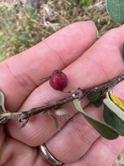 Cotoneaster pyrenaicus