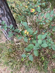 Cotoneaster pyrenaicus