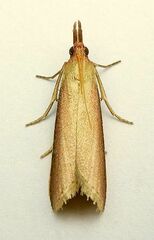 Peoria approximella