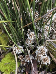 Lomandra juncea
