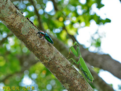 Campsosternus watanabei