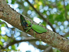 Campsosternus watanabei