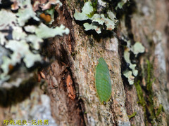 Petalocephala