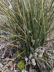Lomandra juncea