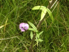 Vigna vexillata vexillata