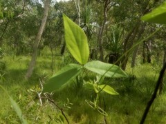 Vigna vexillata vexillata