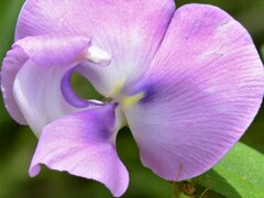 Vigna vexillata vexillata
