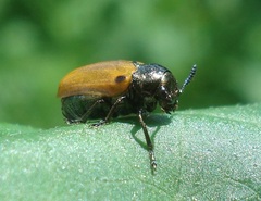 Labidostomis humeralis