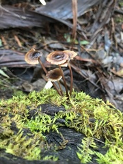Mycena mulawaestris